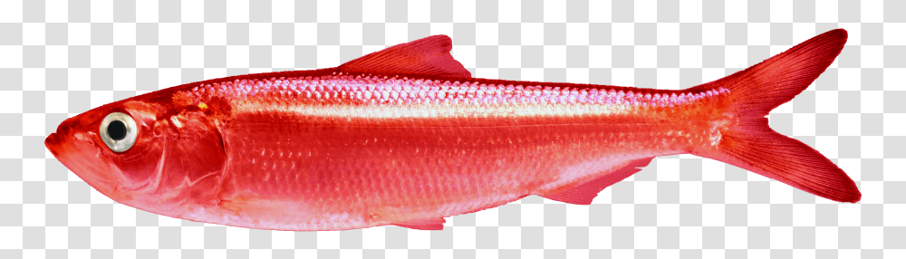 Red Herring Clear Background, Fish, Animal, Coho, Mullet Fish Transparent Png