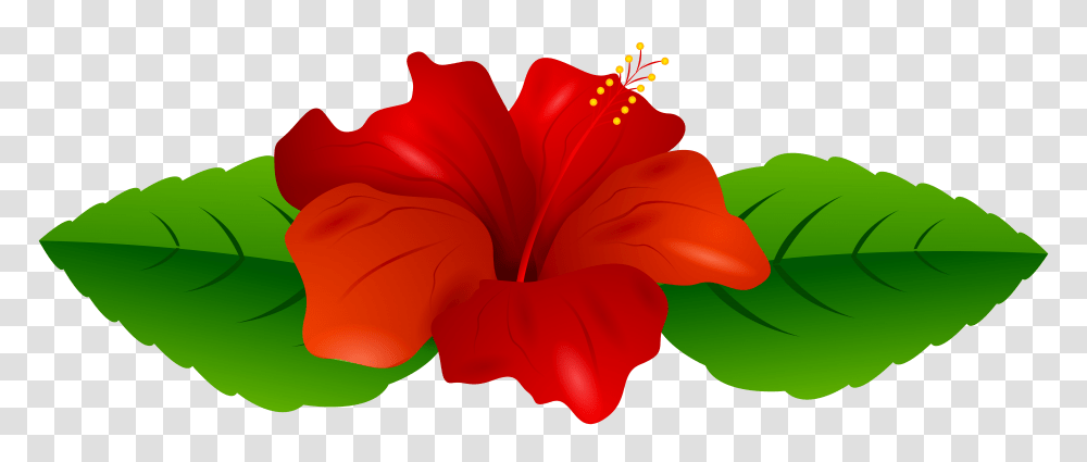 Red Hibiscus Clip Art Gallery, Plant, Petal, Flower, Blossom Transparent Png