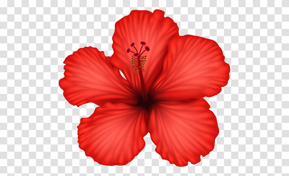 Red Hibiscus Clip, Plant, Flower, Blossom, Person Transparent Png