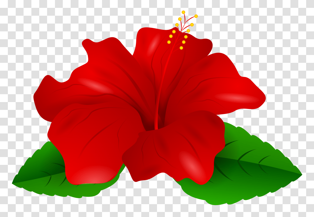 Red Hibiscus Clip, Plant, Flower, Blossom, Petal Transparent Png