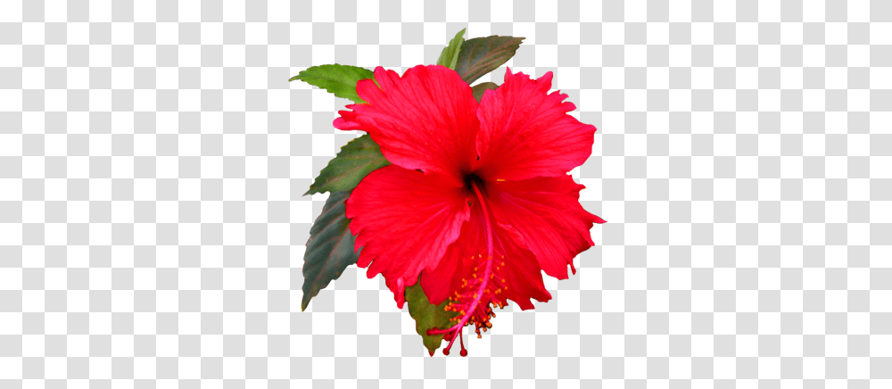 Red Hibiscus Flower Clip Art, Plant, Blossom, Pollen, Acanthaceae Transparent Png