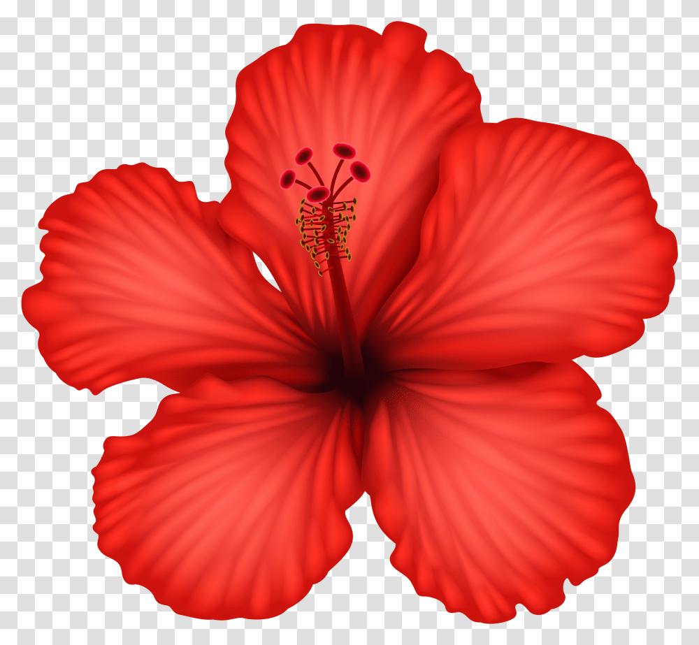 Red Hibiscus & Free Hibiscuspng Images Red Hibiscus Flower Drawing Color Transparent Png