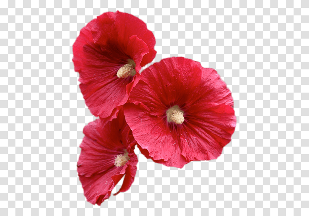 Red Hollyhock Flowers Hollyhock Flower, Plant, Blossom, Anther, Poppy Transparent Png