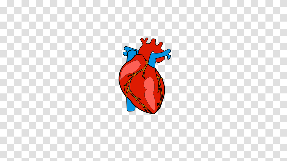 Red Human Heart, Animal, Insect, Invertebrate Transparent Png