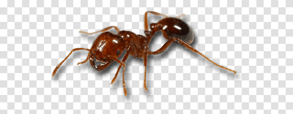 Red Imported Fire Ant Mosquito Black Imported Fire Fire Ants, Insect, Invertebrate, Animal, Spider Transparent Png