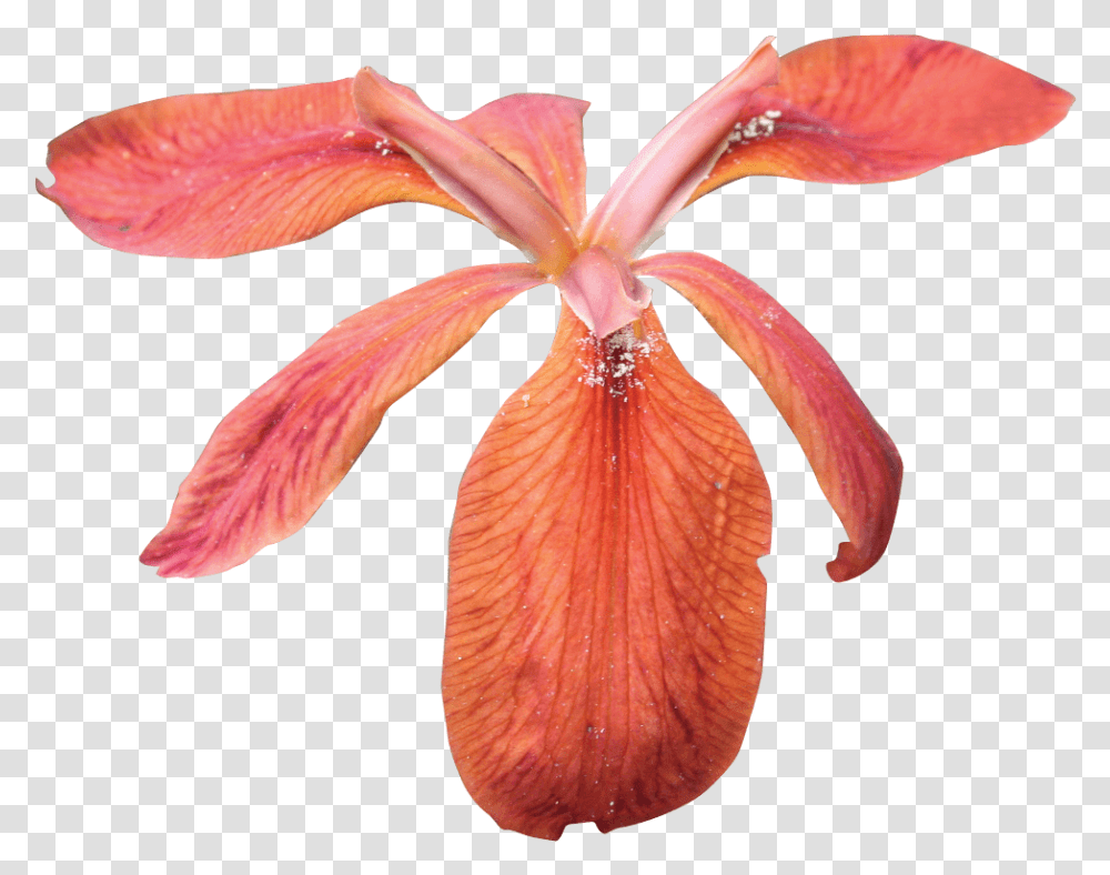 Red Iris Portable Network Graphics, Petal, Flower, Plant, Blossom Transparent Png