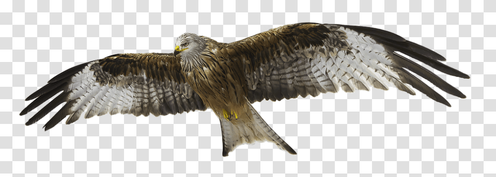 Red Kite 960, Animals, Bird, Buzzard, Hawk Transparent Png