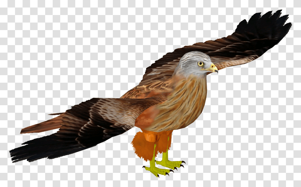 Red Kite Red Tailed Hawk, Bird, Animal, Kite Bird, Buzzard Transparent Png