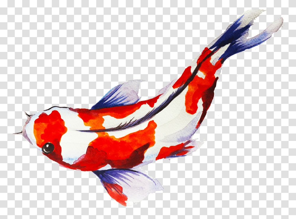 Red Koi Fish Koi Fish, Carp, Animal, Bird Transparent Png