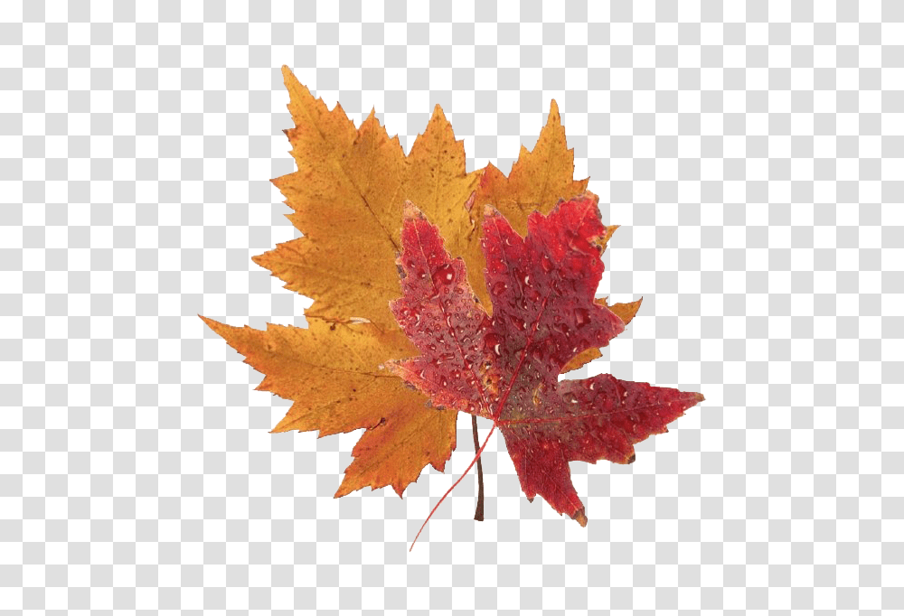 Red Leaf 4 Image Real Blue Maple Leaf, Plant, Tree Transparent Png