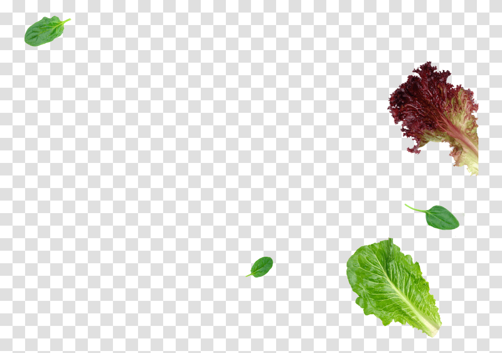 Red Leaf Lettuce, Plant, Potted Plant, Vase, Jar Transparent Png