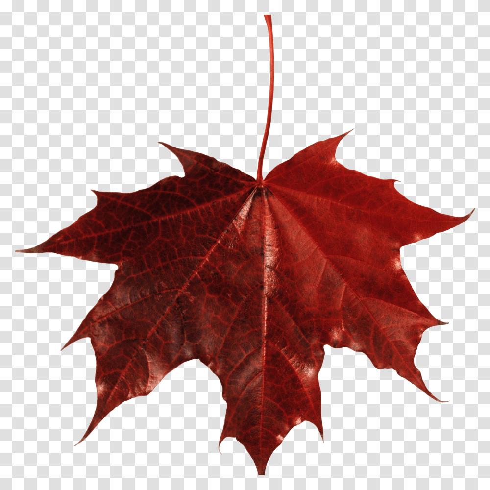 Red Leaf, Plant, Tree, Maple, Maple Leaf Transparent Png
