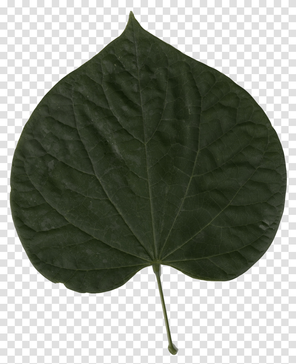 Red Leaf Red Bud, Plant, Veins, Annonaceae, Tree Transparent Png