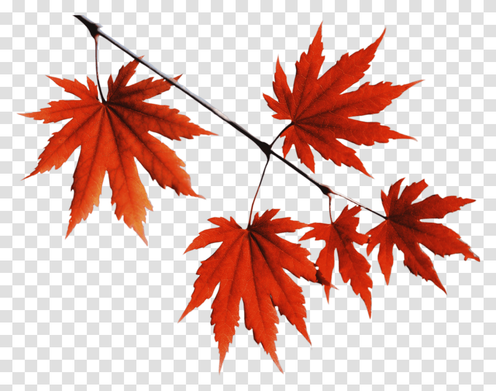 Red Leaves 3 Image Red Leaves, Leaf, Plant, Tree, Maple Transparent Png