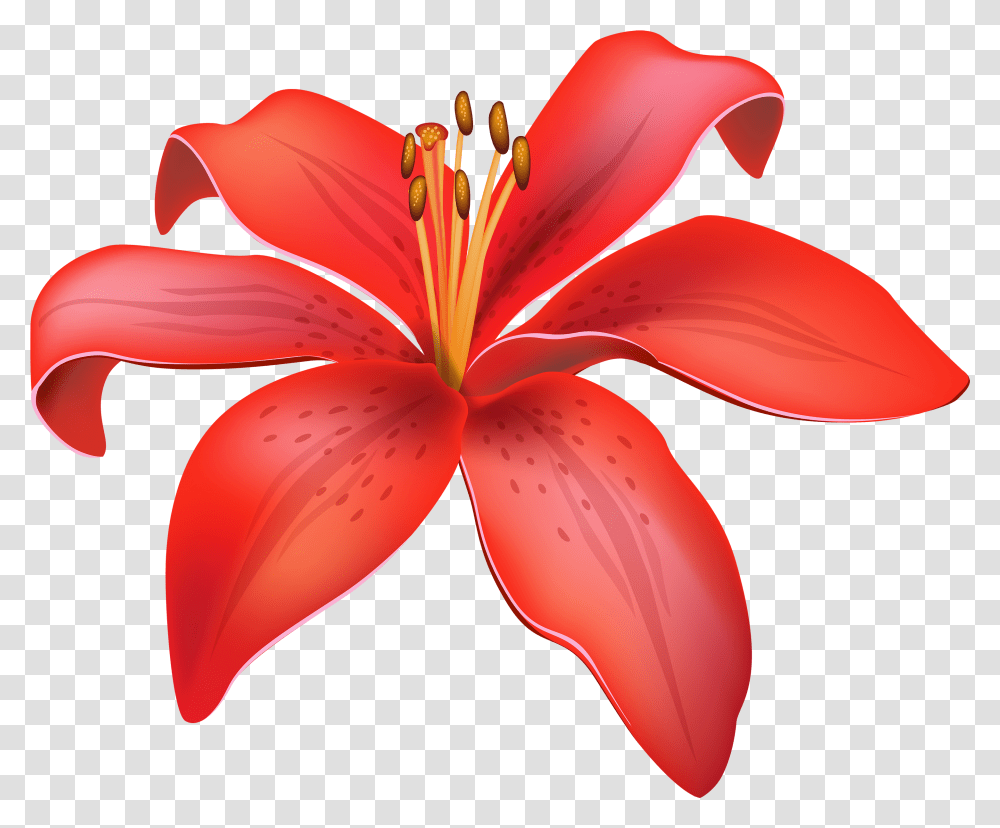 Red Lily Flower Clipart Lily Flower Vector, Plant, Blossom, Petal, Amaryllis Transparent Png