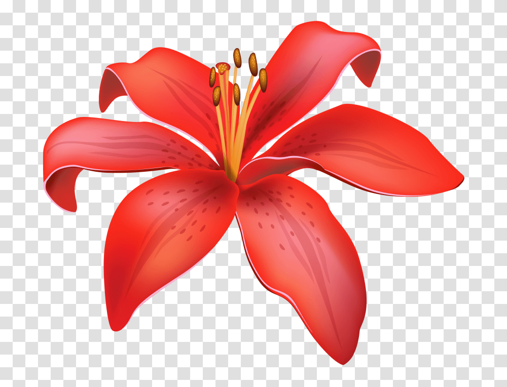 Red Lily Flower, Plant, Blossom, Petal, Amaryllis Transparent Png