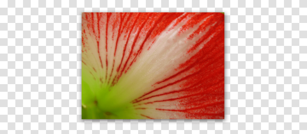 Red Lines Petunia, Geranium, Flower, Plant, Blossom Transparent Png