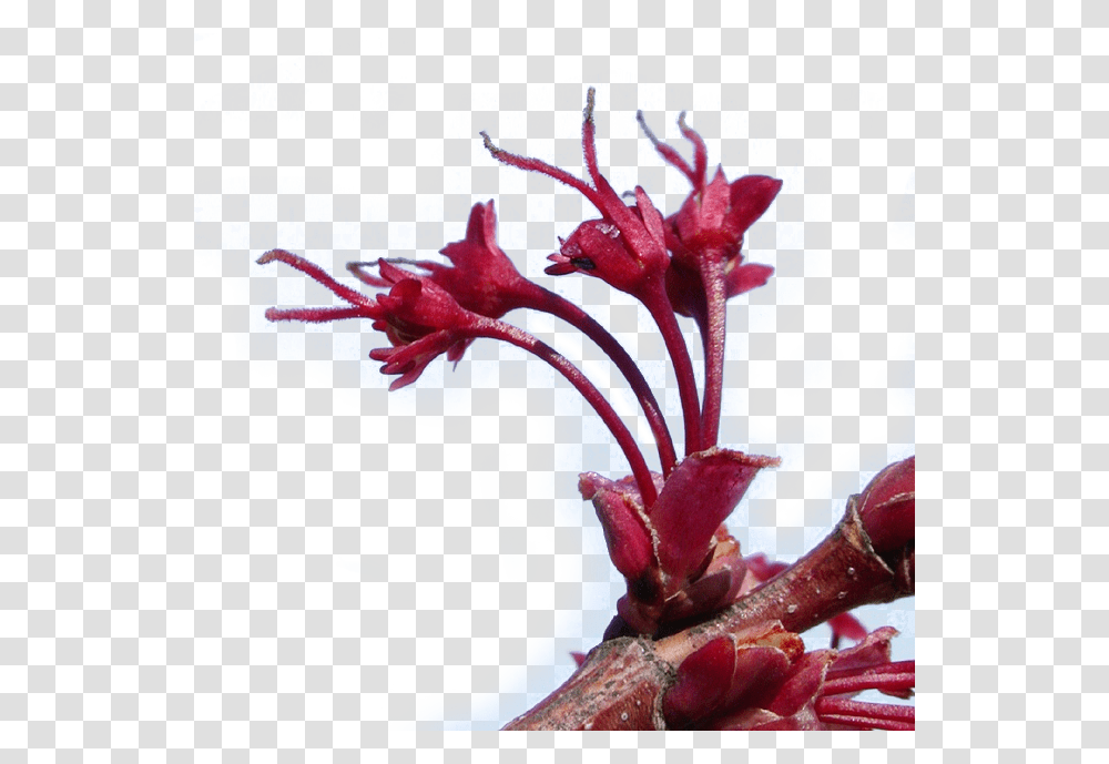 Red Maple Flowers Artificial Flower, Plant, Blossom, Pollen, Acanthaceae Transparent Png