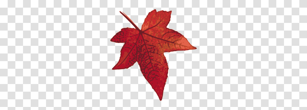 Red Maple Leaf Clip Art, Plant, Tree Transparent Png