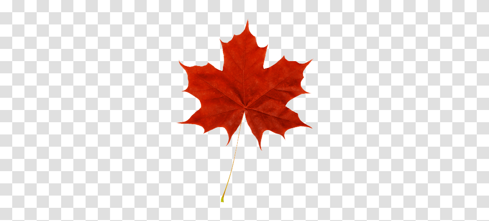 Red Maple Leaf Fall In Leaves Maple Tree, Plant Transparent Png