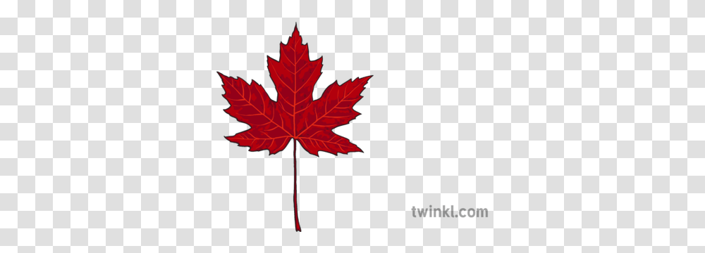 Red Maple Leaf Illustration Twinkl Sunningdale Heath Golf Club Logo, Plant, Tree, ,  Transparent Png