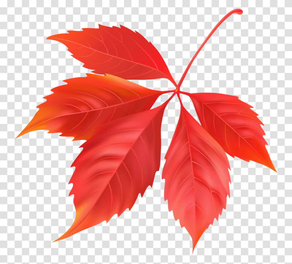 Red Maple Leaf Image Folhas Do Canada, Plant, Tree, Rose, Flower Transparent Png