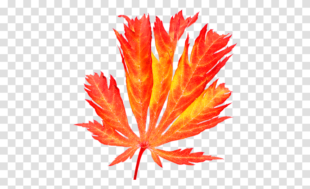 Red Maple Leaf In Autumn Photos By Canva Japanese Maple, Plant, Tree, Veins Transparent Png