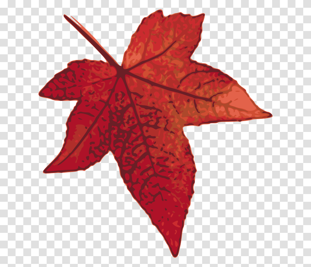 Red Maple Leaf, Nature, Plant, Tree Transparent Png