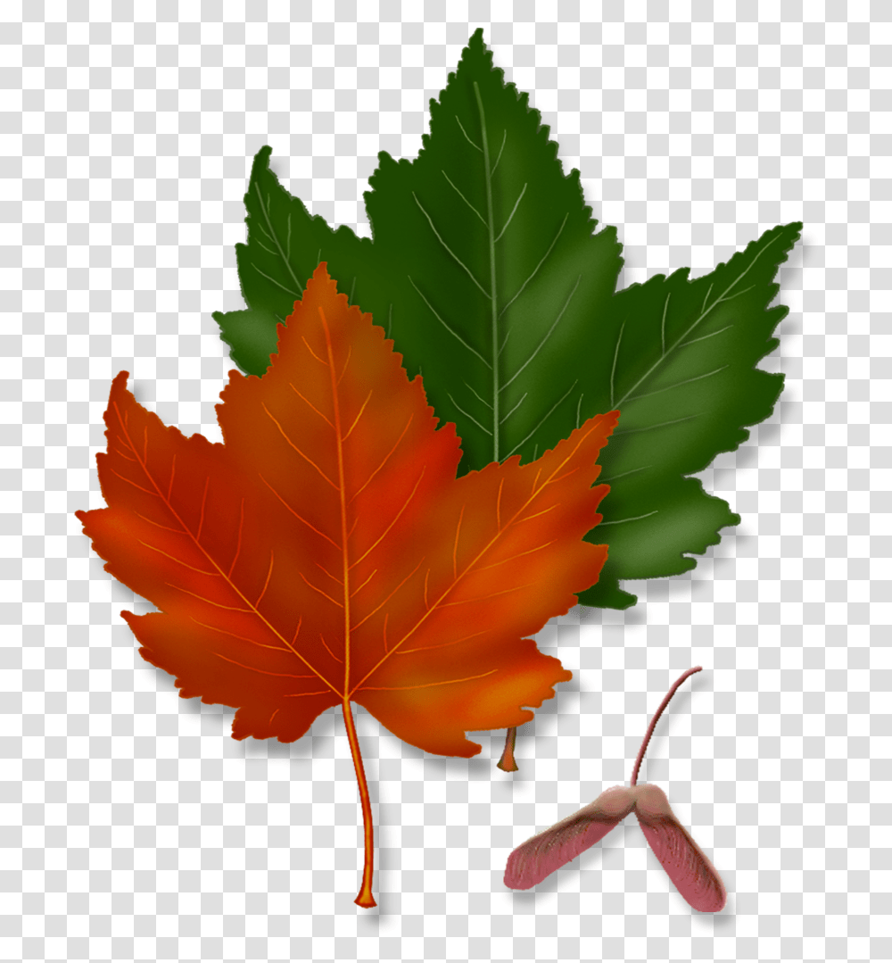 Red Maple, Leaf, Plant, Tree, Maple Leaf Transparent Png
