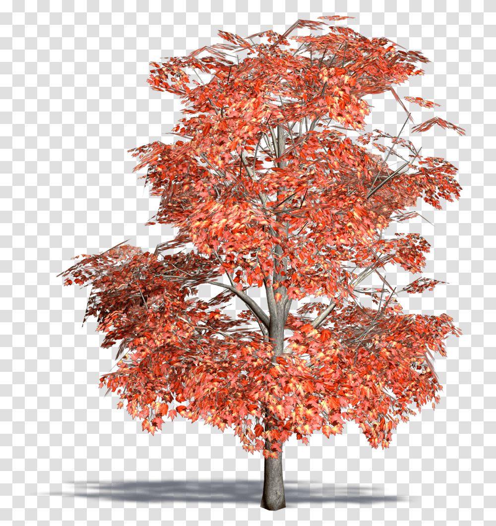 Red Maple Swamp Maple3d ViewClass Mw 100 Mh 100 Arbol De Maple Dibujo, Tree, Plant, Leaf Transparent Png