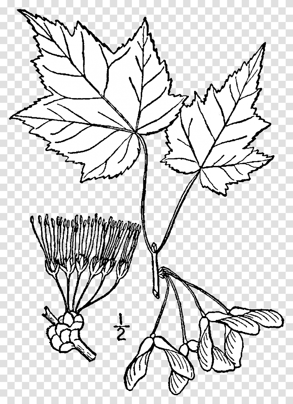 Red Maple Tree Drawing, Leaf, Plant, Maple Leaf, Poster Transparent Png