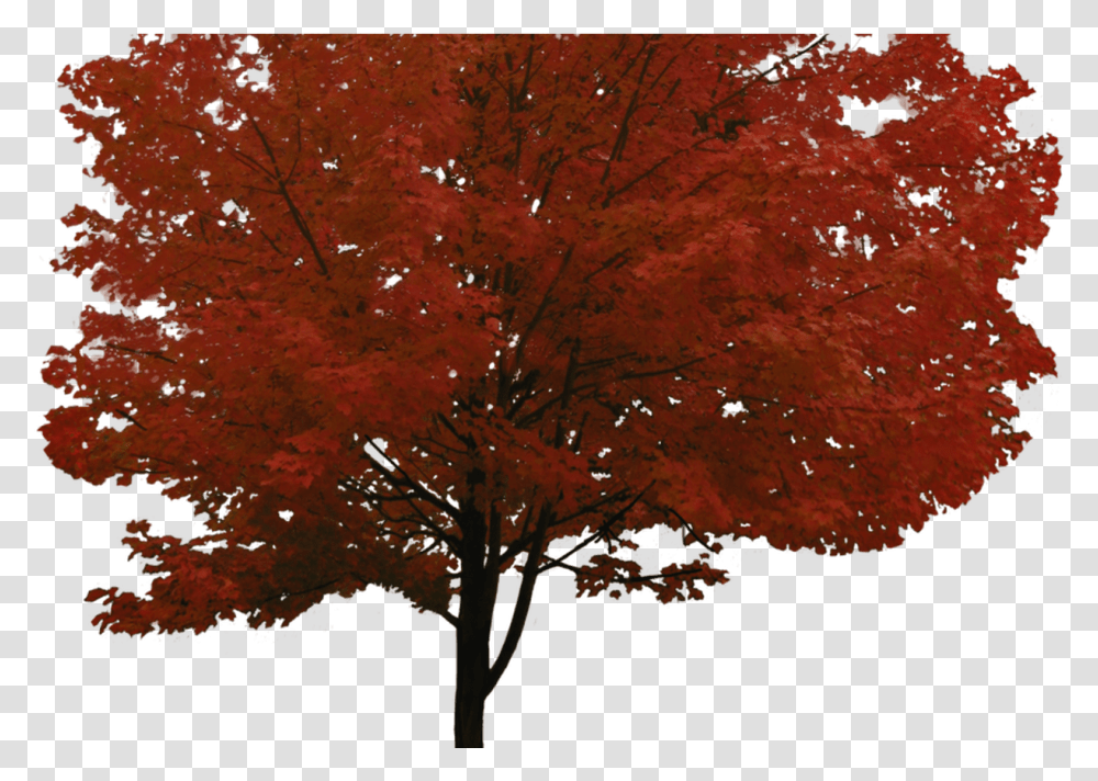 Red Maple Tree, Plant, Leaf Transparent Png