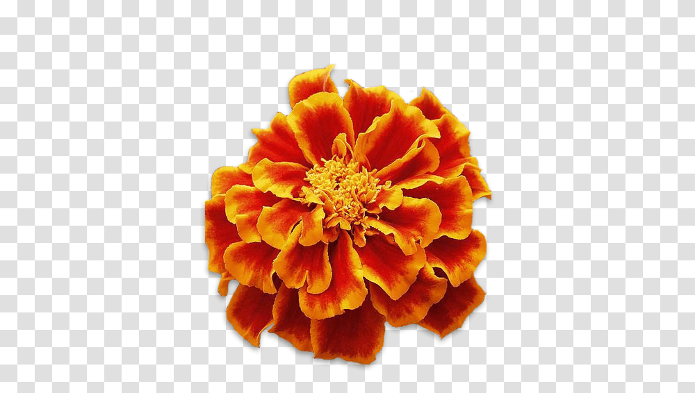 Red Marigold Flower, Plant, Petal, Blossom, Geranium Transparent Png