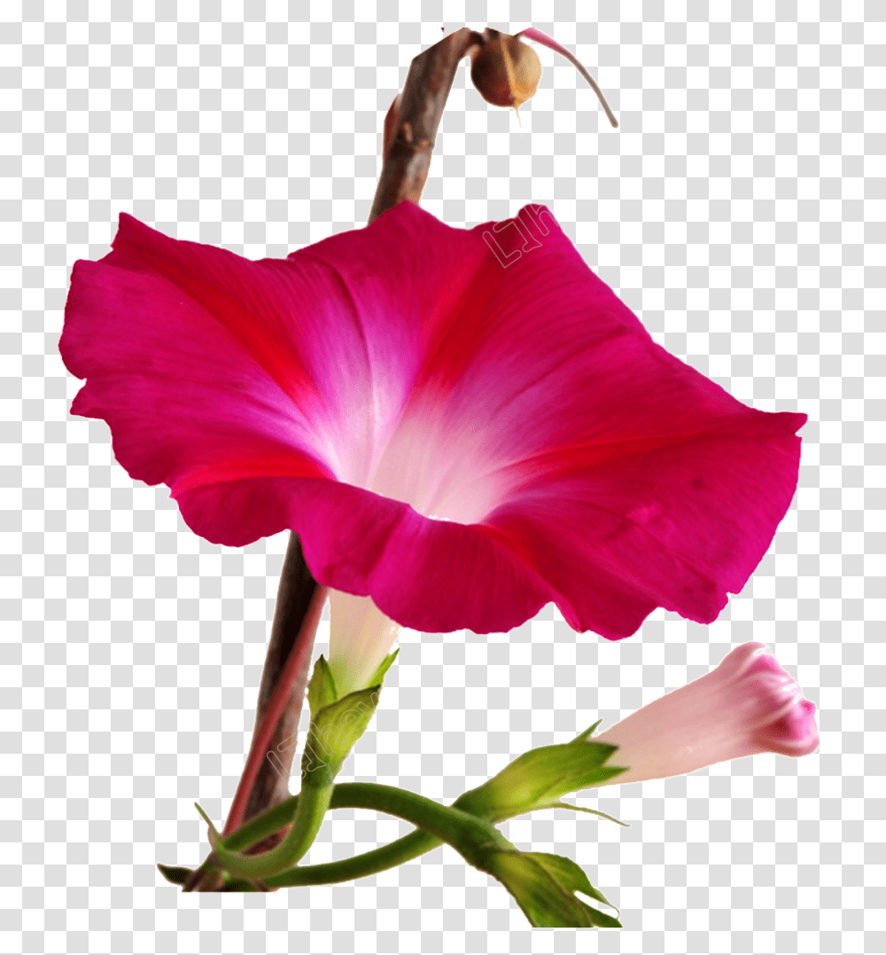 Red Morning Glory Flower, Plant, Petal, Blossom, Geranium Transparent Png