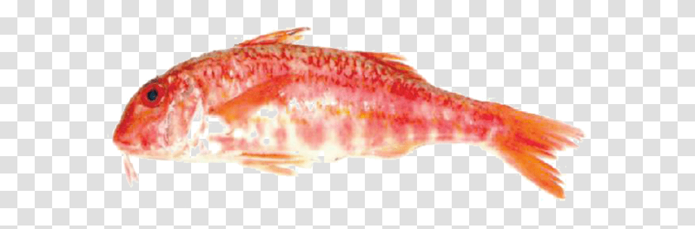 Red Mullet Goldfish, Animal, Coho, Sea Life, Seafood Transparent Png