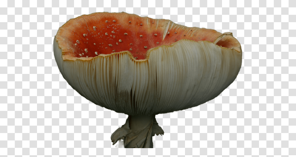 Red Mushroom, Fungus, Plant, Amanita, Agaric Transparent Png