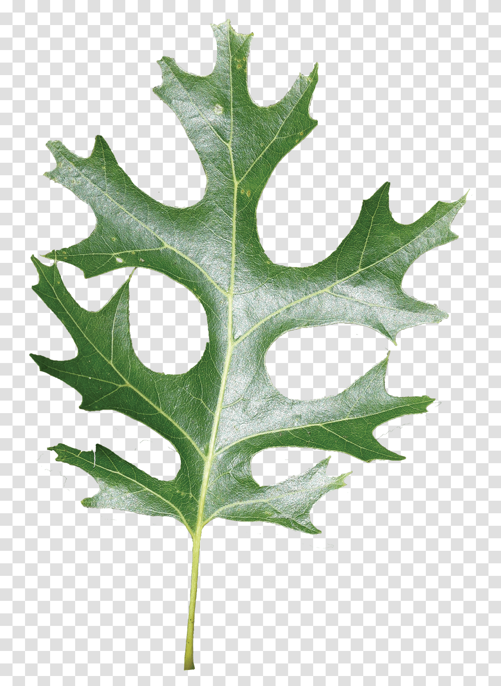 Red Oak Leaf In Louisiana, Plant, Tree, Lettuce, Vegetable Transparent Png