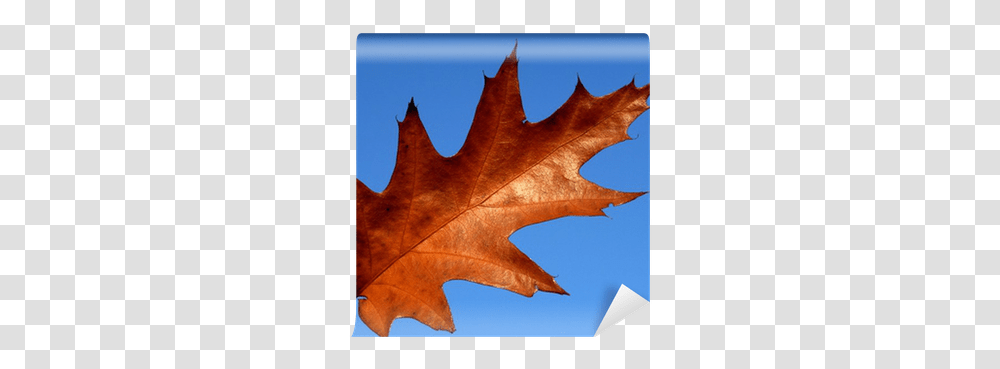 Red Oak Leaf Wall Mural • Pixers We Live To Change Lovely, Plant, Tree, Maple, Vegetation Transparent Png