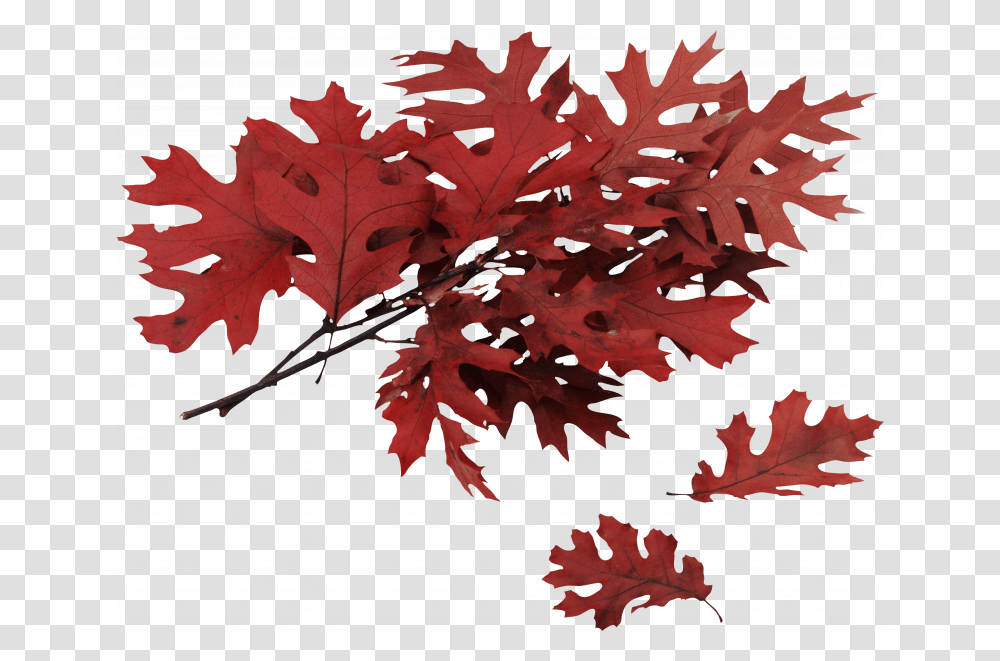 Red Oak Tree Branch, Leaf, Plant, Maple, Maple Leaf Transparent Png