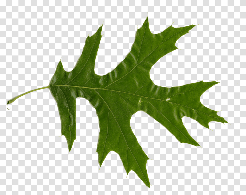 Red Oak Vs White Oak Leaves How To Tell Them Apart, Leaf, Plant, Tree, Maple Transparent Png