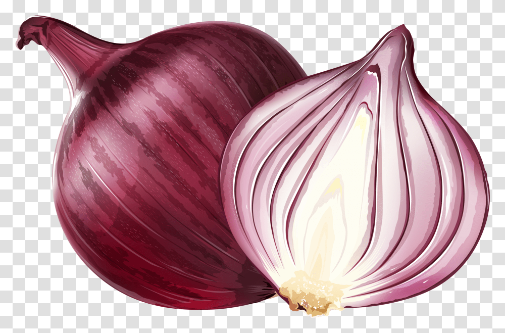 Red Onion Euclidean Vector Illustration Red Onion, Plant, Vegetable, Food, Shallot Transparent Png