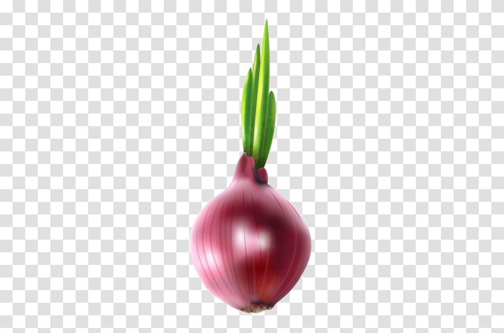 Red Onion Free Clip Art, Plant, Vegetable, Food, Shallot Transparent Png