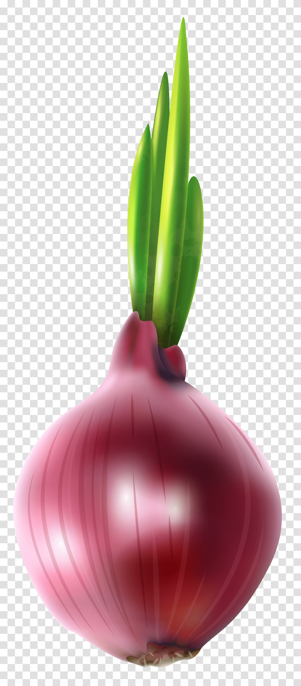 Red Onion Free Clip Art Transparent Png