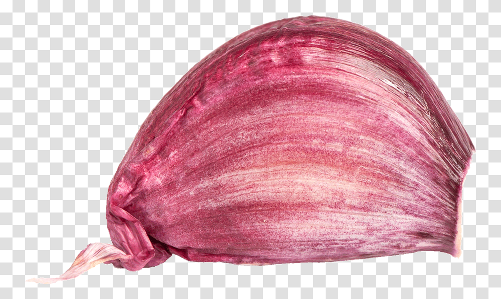 Red Onion, Plant, Clam, Seashell, Invertebrate Transparent Png