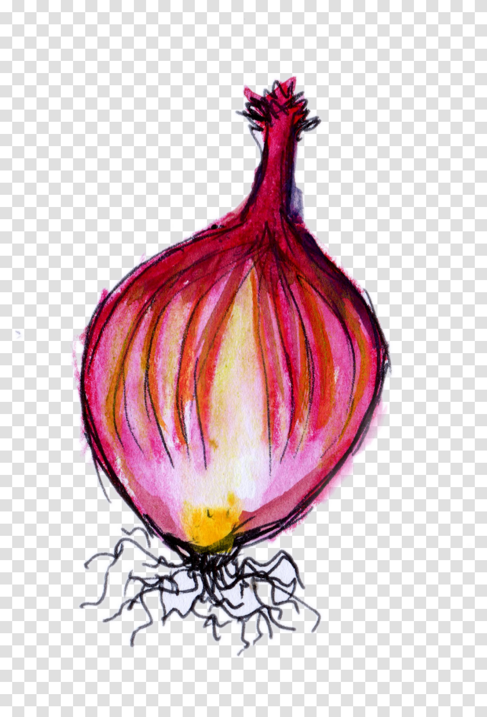 Red Onion, Plant, Vegetable, Food, Shallot Transparent Png