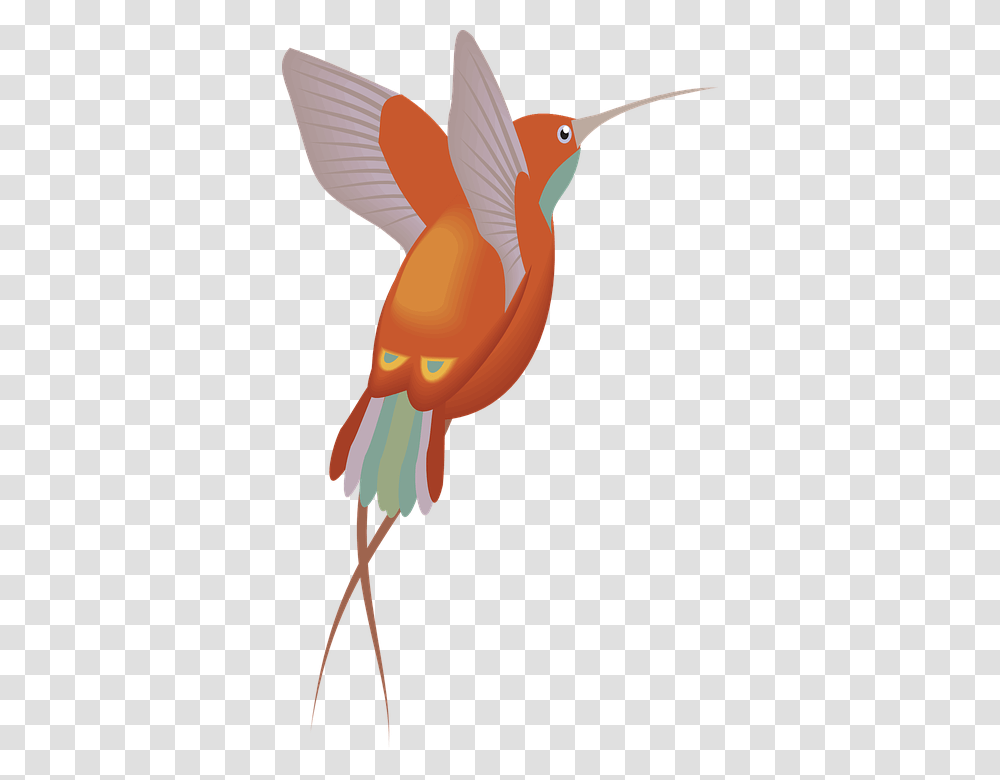 Red Orange Hummingbird Bird Wings Feathers, Animal, Flamingo, Cardinal Transparent Png