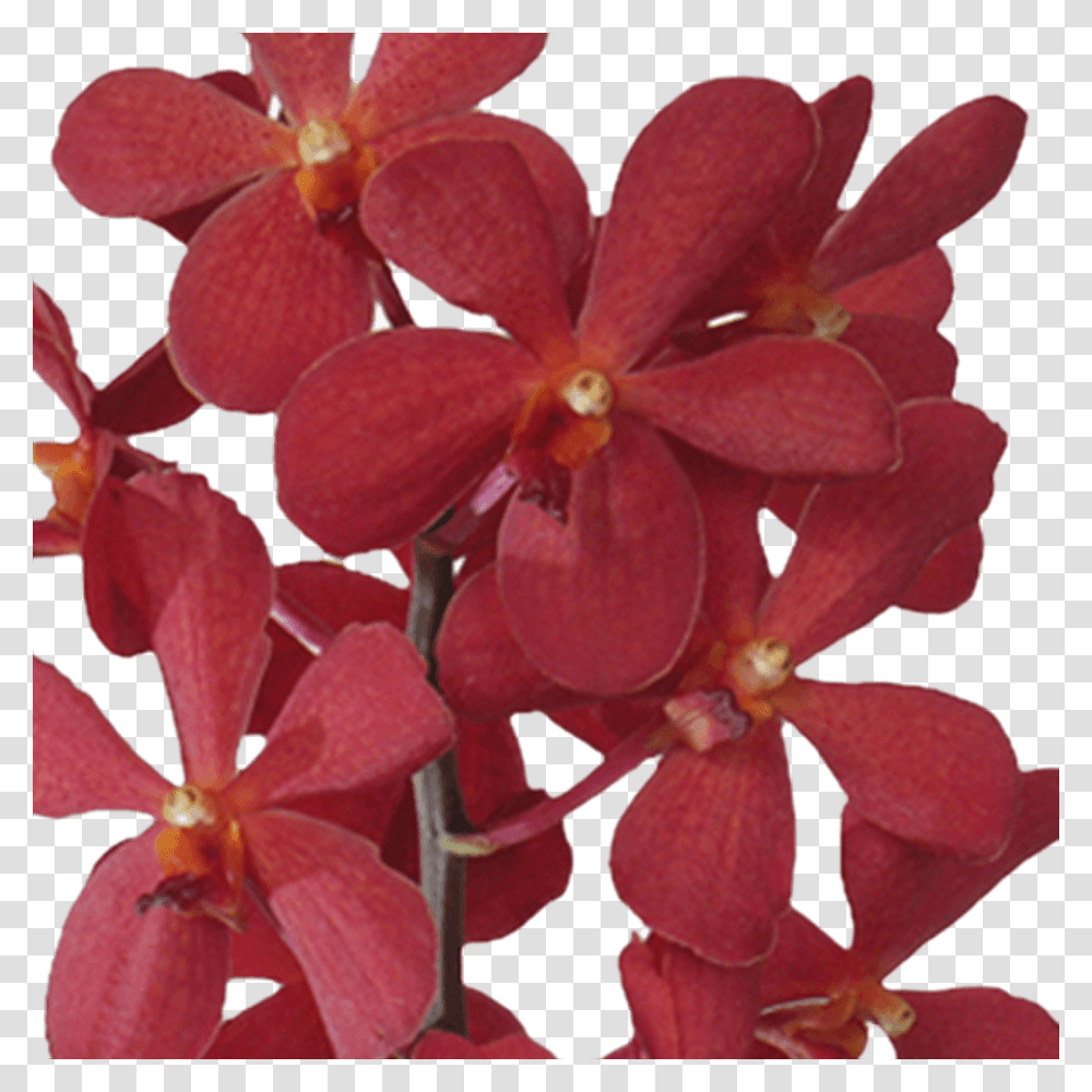Red Orchid Flowers For Sale Online Orchids Of The Philippines, Geranium, Plant, Blossom, Petal Transparent Png