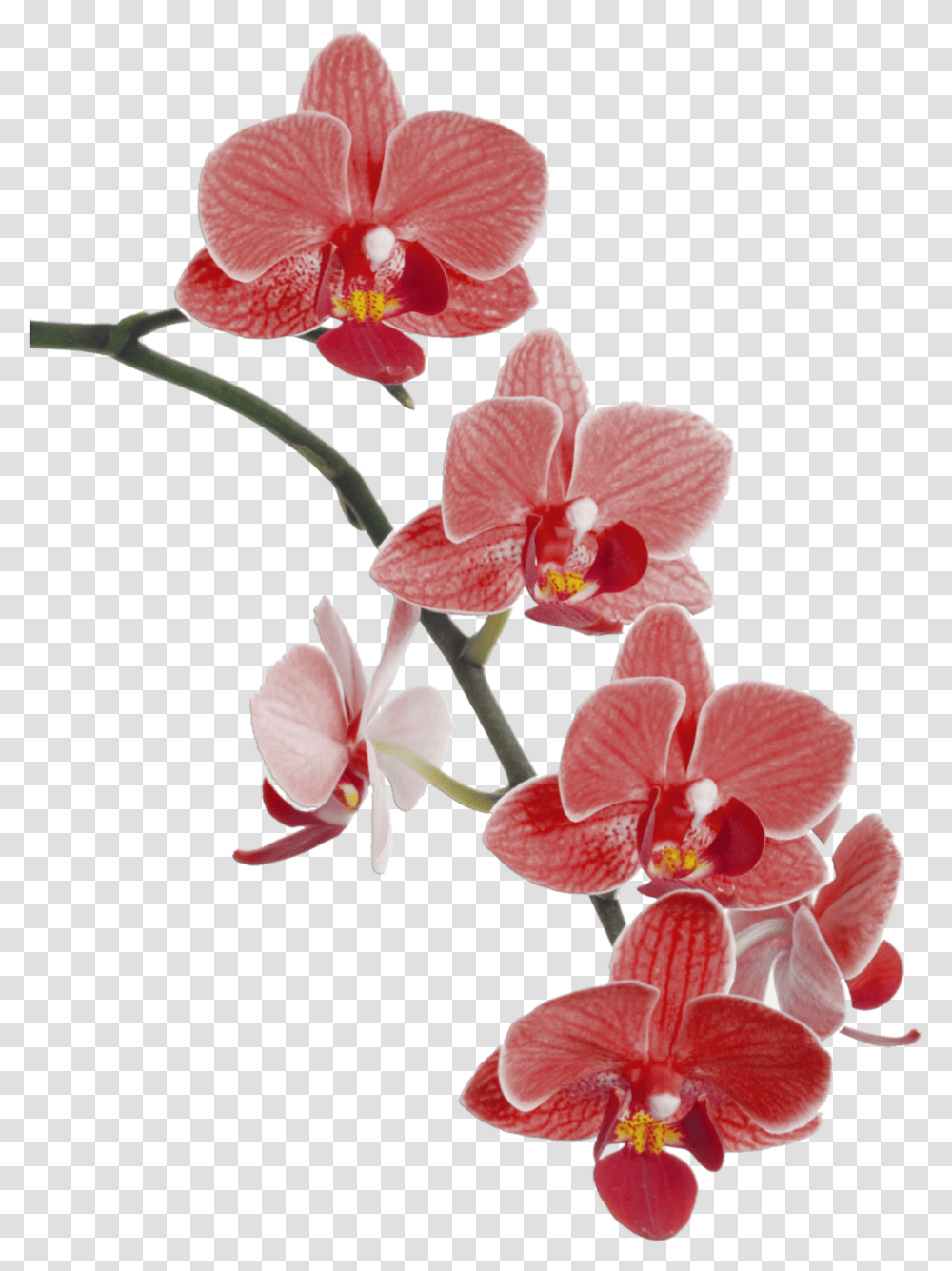 Red Orchids Image With No, Plant, Flower, Blossom Transparent Png