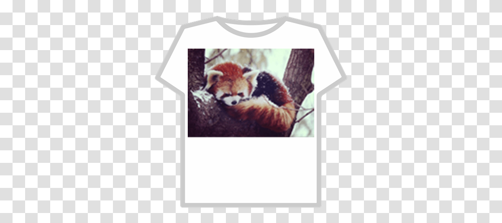 Red Panda Donation Roblox Pepsi T Shirt Roblox, Lesser Panda, Bear, Wildlife, Mammal Transparent Png
