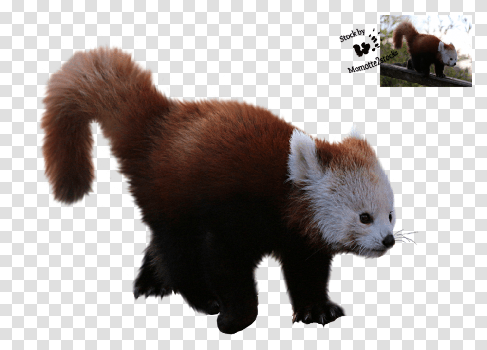 Red Panda Giant Panda Desktop Wallpaper Fur Red Panda Clear Background, Lesser Panda, Bear, Wildlife, Mammal Transparent Png